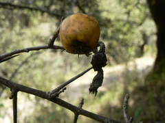 Crataegus mexicana