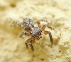 Pseudeuophrys vafra