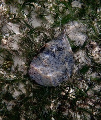 Pinnidae