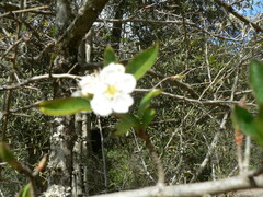 Crataegus mexicana
