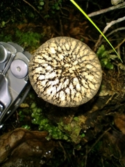 Pluteus readiarum