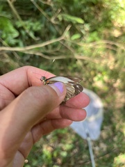 Pieriballia viardi