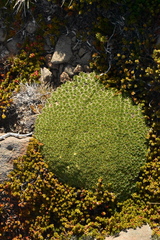 Azorella