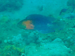 Labracinus lineatus