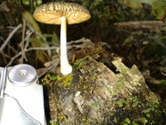 Pluteus readiarum