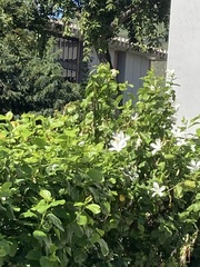 Hibiscus arnottianus