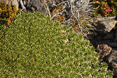 Azorella