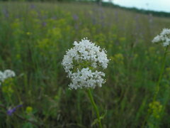 Valeriana dubia
