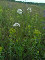 Valeriana dubia