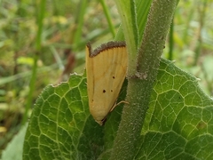 Marimatha nigrofimbria