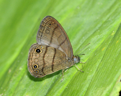 Hermeuptychia pimpla