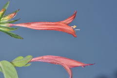 Dicliptera scutellata