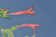Dicliptera scutellata