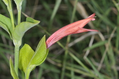 Dicliptera scutellata