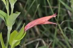 Dicliptera scutellata