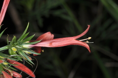 Dicliptera squarrosa