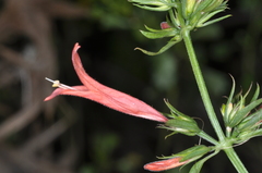 Dicliptera squarrosa