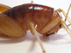 Ceuthophilus californianus