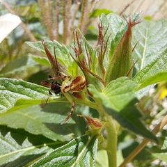 Misumenops