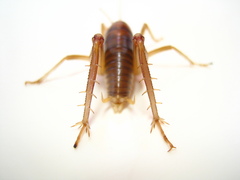 Ceuthophilus californianus