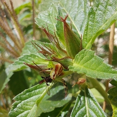 Misumenops