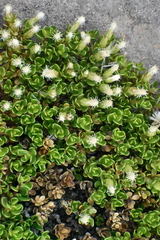 Baccharis magellanica