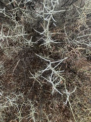 Sarcomphalus obtusifolius