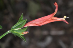 Dicliptera squarrosa