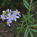 Solanum angustifidum - Photo (c) aacocucci, μερικά δικαιώματα διατηρούνται (CC BY-NC), uploaded by aacocucci