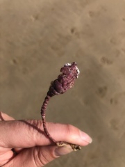 Pyura gibbosa