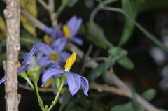 Solanum angustifidum