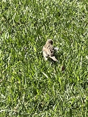 Passer domesticus domesticus