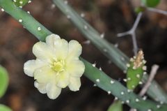 Opuntia salmiana