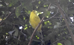 Setophaga vitellina vitellina