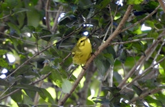 Setophaga vitellina vitellina