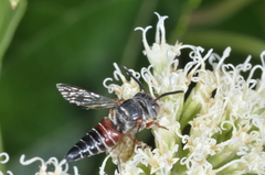 Coelioxys