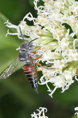 Coelioxys