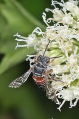 Coelioxys