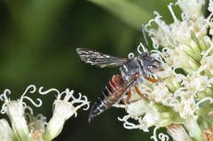 Coelioxys