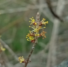 Forestiera