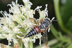 Coelioxys