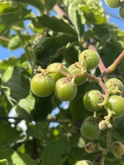 Cyphostemma puberulum