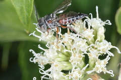 Coelioxys