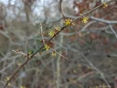 Forestiera