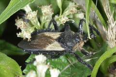 Apiomerus
