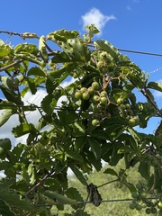 Cyphostemma puberulum