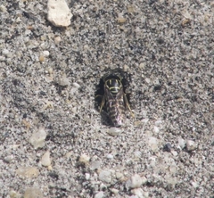 Stictia signata
