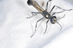 Eremnophila