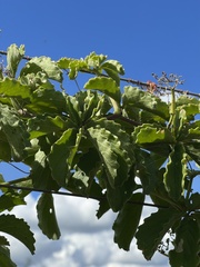 Cyphostemma puberulum