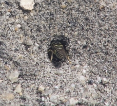 Stictia signata